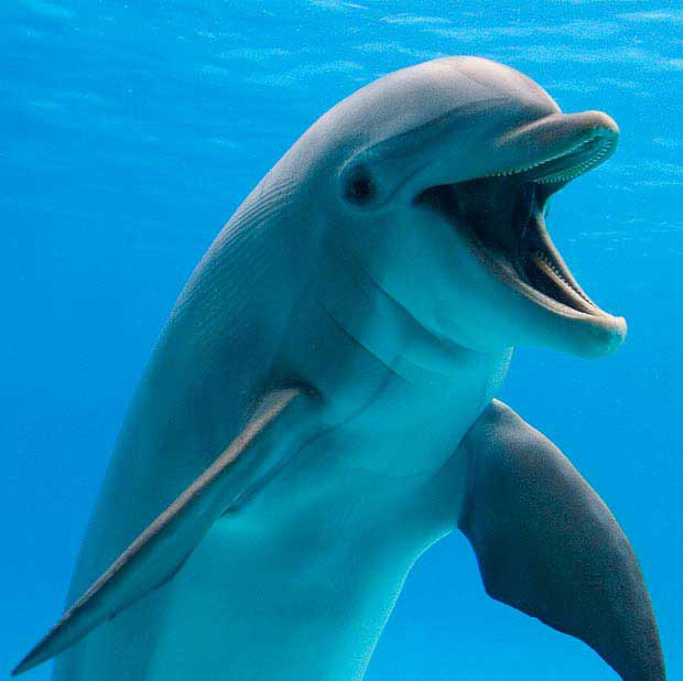 روز جهانی دلفین